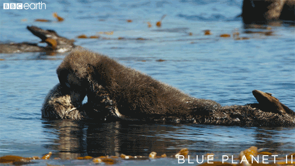 blue planet baby GIF by BBC Earth