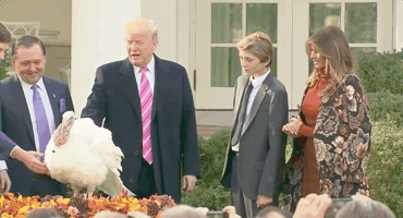 Donald Trump GIF