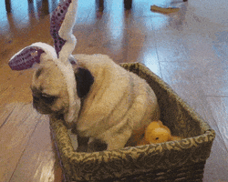 Easter Sunday Lol GIF by America's Funniest Home Videos