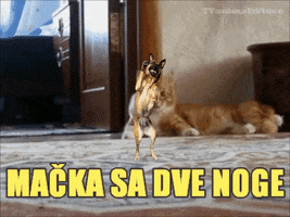 jovan  GIF