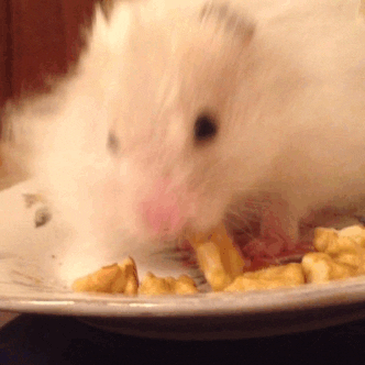 love good hamster awww 45 GIF