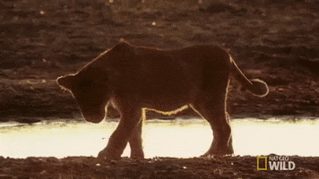 lion cub GIF by Savage Kingdom