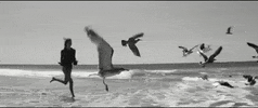 Video gif. A woman runs on the beach as seagulls fly away.