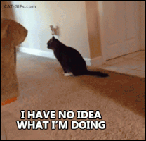 I Have No Idea GIF