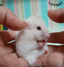LUVBAT animal surprise shock hamster GIF