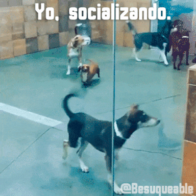 calavera57 #socializar #hacer #amigos #grupo GIF