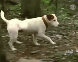 Wishbone Joe Tshirt Tis GIF