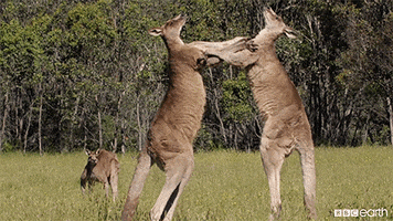 bbcearthasia bbc earth life story GIF