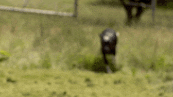 excited dr. pol GIF by Nat Geo Wild 