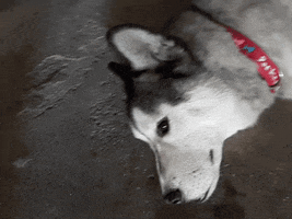 a2doaw5ldeb5ywhvby5jb20udhc  GIF