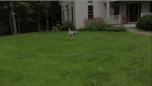 Dog Hates Mondays Gifs Get The Best Gif On Giphy