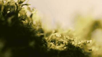 valerijasto  GIF