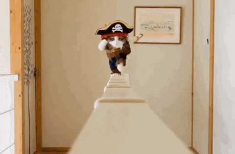 Cat Pirate GIF by Product Hunt - Find & Share on GIPHY