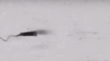 simonekikuchilemes bacteria medicamento GIF