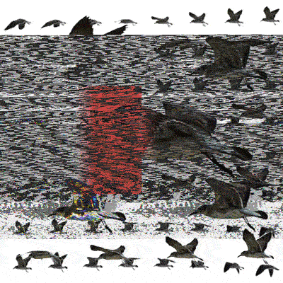 glitch birds GIF by weinventyou