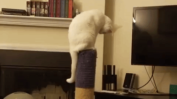 white cat GIF