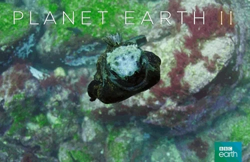 planet earth 2 swim GIF