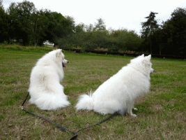 oksettledown twooutoffourofmyheartchambers GIF