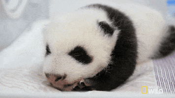 sleepy panda GIF by Nat Geo Wild 