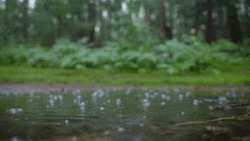 Rain Pool GIF by Living Stills
