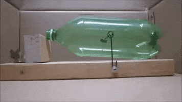 afzaal-ahmad the best mouse trap GIF