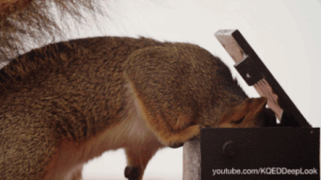 dogs squirrels GIF by KQEDScience