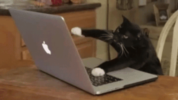 guillermovidalquinteiro cat coding typing GIF