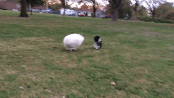 oksettledown ohboyohboyohjoyohjoy GIF