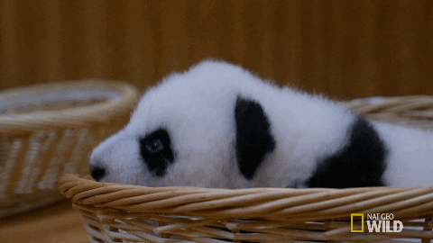 Sleepy Panda GIF by Nat Geo Wild - Find & Share on GIPHY
