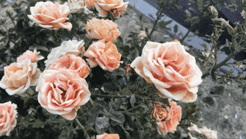 happy wild flowers GIF by cloudy