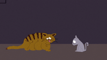 cat rolling GIF by South Park 