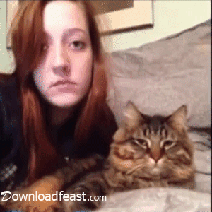 downloadfeast funny cats gifs funny cats GIF
