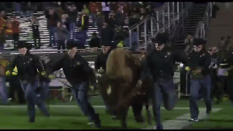 Colorado Buffaloes College GIF by CUBoulder - Find & Share on GIPHY