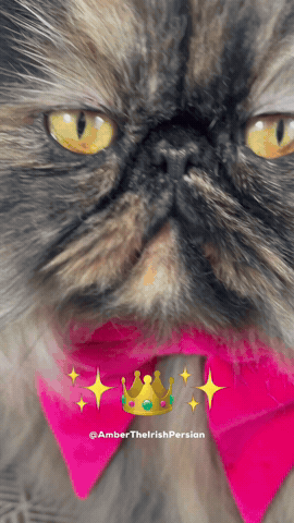 Cat GIF