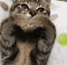 Cat Kitty GIF by Kraken Images - Find & Share on GIPHY