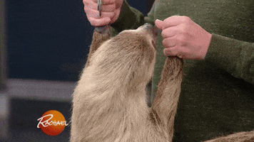 two toed sloth GIF by Rachael Ray Show