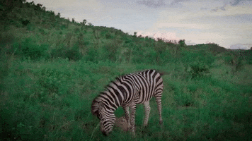 zebra GIF by Nu Skin