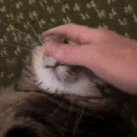 Cat Nose GIF