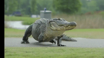 3 legged alligator GIF