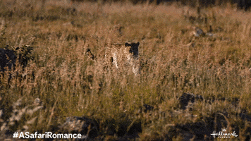 Leopard GIF by Hallmark Channel