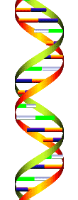 dna