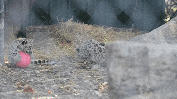 Remarkable, Search snow leopard porn remarkable Search snow leopard porn quite