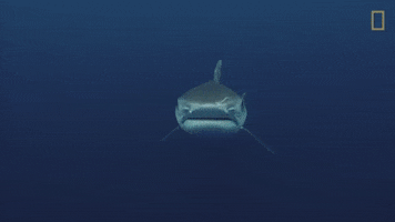 National Geographic Shark GIF by Nat Geo Wild
