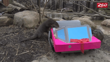 Car Otter GIF by Columbus Zoo and Aquarium