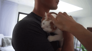 cat kitty GIF by Gymshark