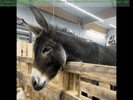 Foto GIF