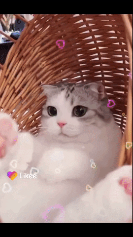 Cats Kitten GIF by Likee US