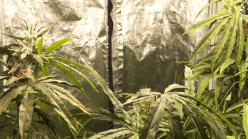 Cannabis Serie GIF by Lindenstrasse