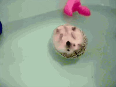 hedgehog floating in the bath gif