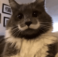 Hipstercat GIFs - Get the best GIF on GIPHY